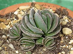 Crassula tomentosa