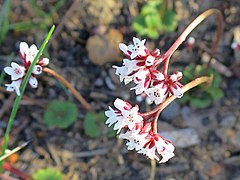 Crassula saxifraga ✓