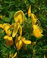 Cytisus scoparius