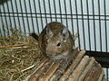 Common degus in captivity