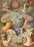 Fargelitografi ble ofte brukt til plakater, plansjer, etiketter og andre typer illustrasjoner. Her er en «illuminert» plansje med sjøanemoner fra Ernst Haeckels Kunstformen der Natur fra 1904.