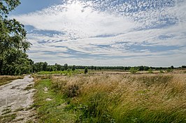 Maasduinen