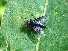 Nyctia halterata