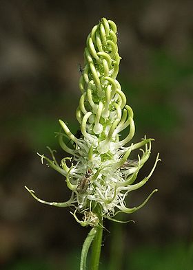 Aksrapunsel (Phyteuma spicata) Foto: Bernd Haynold