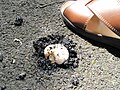 Image 16Agaricus bitorquis (the "pavement mushroom") emerging through asphalt concrete in summer (from Mushroom)