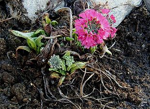 Kugleprimula som repræsentant for familien.