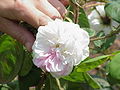 Rosa centifolia