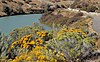 Rubber rabbitbrush along Jordan River Parkway near Salt Lake City, Utah