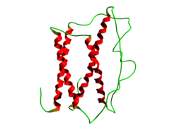 Somatotropin (Bos taurus)