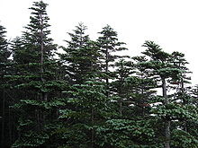 Abies mariesii 01.jpg