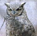 Lesser horned owl