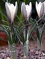 Crocus alatavicus (F)