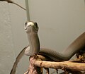 A black mamba looking right at you