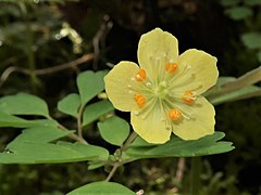 花弁状のものは萼片で、花弁は内側のオレンジ色のもの。