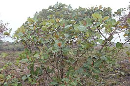 Ficus trichopoda