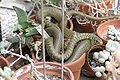 Green whip snake