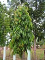 Indian tree in Ubay, Bohol, Philippines