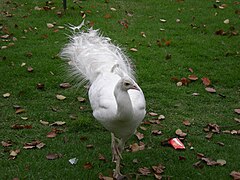 Pavo cristatus mutasi alba (jantan).