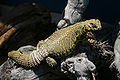 Uromastyx geyri, բնակվում է Սահարա անապատում