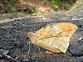 11:59, 26 നവംബർ 2017-ലെ പതിപ്പിന്റെ ലഘുചിത്രം