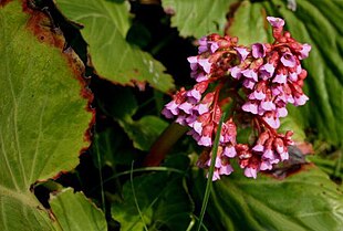 Hjerte-Kæmpestenbræk blomstrer i maj-juni.