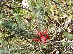 Calothamnus quadrifidus