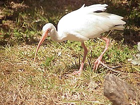 Ibis blanc.