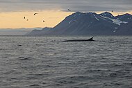 スヴァールバル諸島