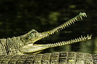 Photo d'une tête d'un Gavial du Gange.