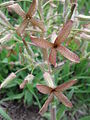 Вечерница мрачная (Hesperis tristis)