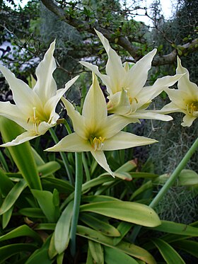 Hippeastrum evansiae