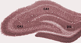 {Histologie van de hippocampus. DG = gyrus dentatus.