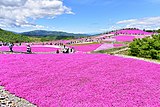 茶臼山高原の芝桜