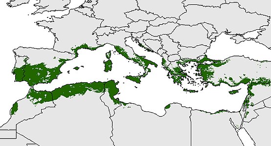 Distribución potencial del olivo en la cuenca del Mediterráneo[23]​