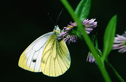 Griežtinis baltukas (Pieris napi)