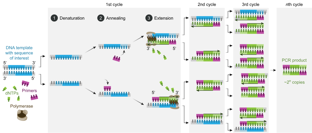 Prikaz ciklusa PCR