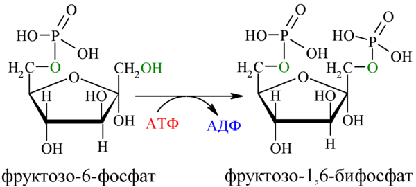 Links: Fructose-6-Phosphat, Rechts: Fructose-1-6-Diphosphat