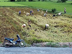 Fauchage du riz dans la région de My Tho.