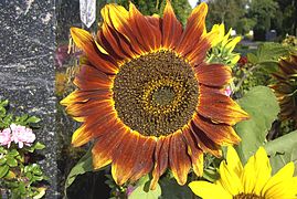 Eine Blume aus vielen Blüten bei der Sonnenblume