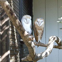 Gyöngybagoly (Tyto alba)