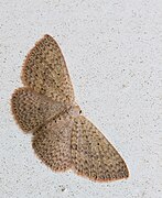 Scopula espezie bat