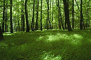 Foresta di faggio a Zamcisko (Slovacchia)