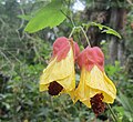 Abutilon megapotamicum