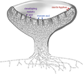 Diagram of an apothecium (the typical cup-like reproductive structure of Ascomycetes) showing sterile tissues as well as developing and mature asci.