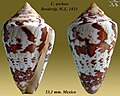 Conus archon Broderip, W.J., 1833