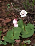 Crassula capensis ✓