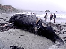 Foto de yubarta varada con observadores atrás.