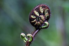 Fern frond. (9572140631).jpg