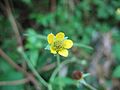 Geel nagelkruid (Geum urbanum)