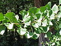 hojas de gingko (Ginkgo biloba)